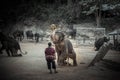 Bathing elephants at Mae Sa Elephant Camp, Mae Rim, Chiang Mai. Royalty Free Stock Photo