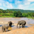 Bathing elephants in the river. Tropical landscape of Sri Lanka Royalty Free Stock Photo