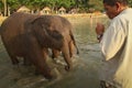 Bathing elephants in the sea on Ko Cang island