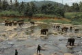 Bathing of Elephants. Sri lanka. Royalty Free Stock Photo