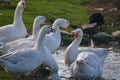 Bathing fun of the geese in a pond Royalty Free Stock Photo