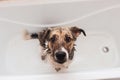 Bathing of the funny mixed breed dog. Dog taking a bubble bath. Grooming dog Royalty Free Stock Photo