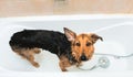 Bathing of the funny mixed breed dog. Dog taking a bubble bath. Grooming dog Royalty Free Stock Photo