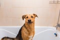 Bathing of the funny mixed breed dog. Dog taking a bubble bath. Grooming dog Royalty Free Stock Photo