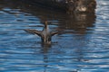 A bathing Green-winged teal its wings and splashing water around. Royalty Free Stock Photo