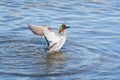 A bathing Green-winged teal its wings and splashing water around. Royalty Free Stock Photo