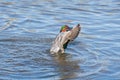 A Green-winged teal in a pond spreading its wings and splashing around. Royalty Free Stock Photo