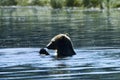 Bathing grizzly