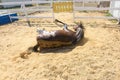 After bathing, the horse fell on its back and is lying on the ground