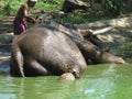 Indian elephant bathing in river