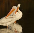 Bathing Pelicans