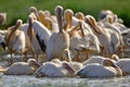 Bathing pelicans. Great White Pelicans on the shore of Natron lake.