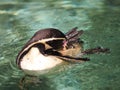 A bathing penguin.