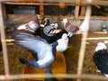 Bathing for pigeons in the hot summer