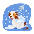 Bathing puppy in shower, with soapy water, health care, appearance.