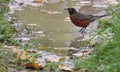 The bathing Robin, one of my favorite birds