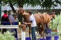 Bathing on the Saratoga Backstretch