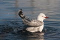 Bathing seagull