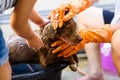 Bathing labrador puppy on bucket Royalty Free Stock Photo