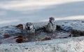 bathing sparrow outdoors Royalty Free Stock Photo