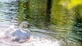 Bathing Swan