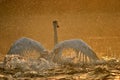 Bathing swan