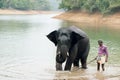 Bathing time for elephant in a lake with gadman