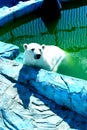 A bathing white polar bear. water treatments for the predator Royalty Free Stock Photo