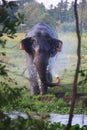 Bathing wild Elephant in jungle srilanka Royalty Free Stock Photo