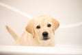 Bathing of yellow labrador retriever puppy. Happiness dog taking bubble bath Royalty Free Stock Photo