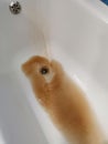 The bathroom faucet is leaking brown dirty water Royalty Free Stock Photo