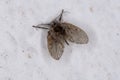 Bathroom Moth Midge Royalty Free Stock Photo