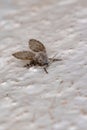 Bathroom Moth Midge