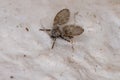 Bathroom Moth Midge