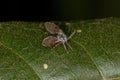 Bathroom Moth Midge