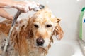 Bathroom to a dog Royalty Free Stock Photo