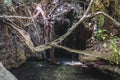 Baths of Aphrodite garden in Cyprus