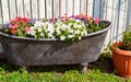 A Bathtub Full Of Colorful Flowers Royalty Free Stock Photo