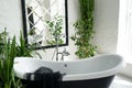 Bathtub and green plants in bathroom interior in luxury home Royalty Free Stock Photo