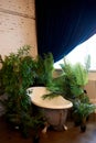 Bathtub in the hall with dark parquet floors. Palatial style. Green fresh flowers in tubs. Bath in the greenhouse