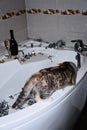 Bathtub Party Day, Party Bathroom Decor. New Years or Birthday Party in Bathtub. Cat, champagne and Decorations ready