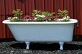 Bathtub Planter