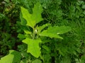 Bathua greens saag Chenopodium  vagetbale Royalty Free Stock Photo