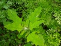 Bathua greens saag Chenopodium  vagetbale Royalty Free Stock Photo