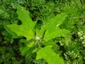 Bathua greens saag Chenopodium  vagetbale Royalty Free Stock Photo