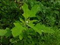 Bathua greens saag Chenopodium  vagetbale Royalty Free Stock Photo