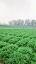 Bathurst is in coldest temperature in New South Wales region. Dew is covering carrots and cabbage farm