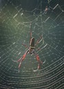 Batik Golden Web Spider Royalty Free Stock Photo