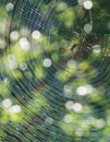 Batik Golden Web Spider Royalty Free Stock Photo