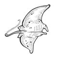 Batoidea stingray sea animal engraving vector Royalty Free Stock Photo